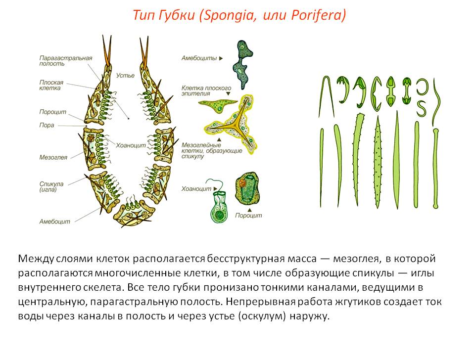 Кракен са